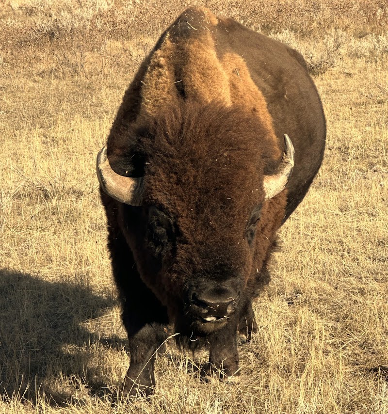 Law-Free Bison - Photo 5