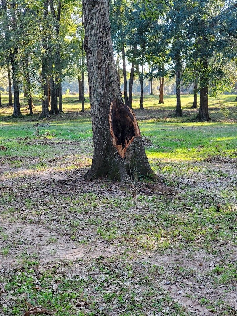 Pa Davis Park Disc Golf Course photo 5