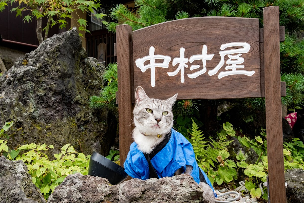 Nakamura-ya Ryokan Yudanaka - ryokan in Yudanaka Onsen, Nagano