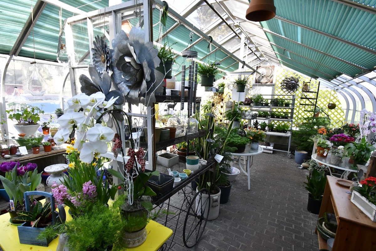 Shamrock Garden Florist Ltd.: Google Places image 5