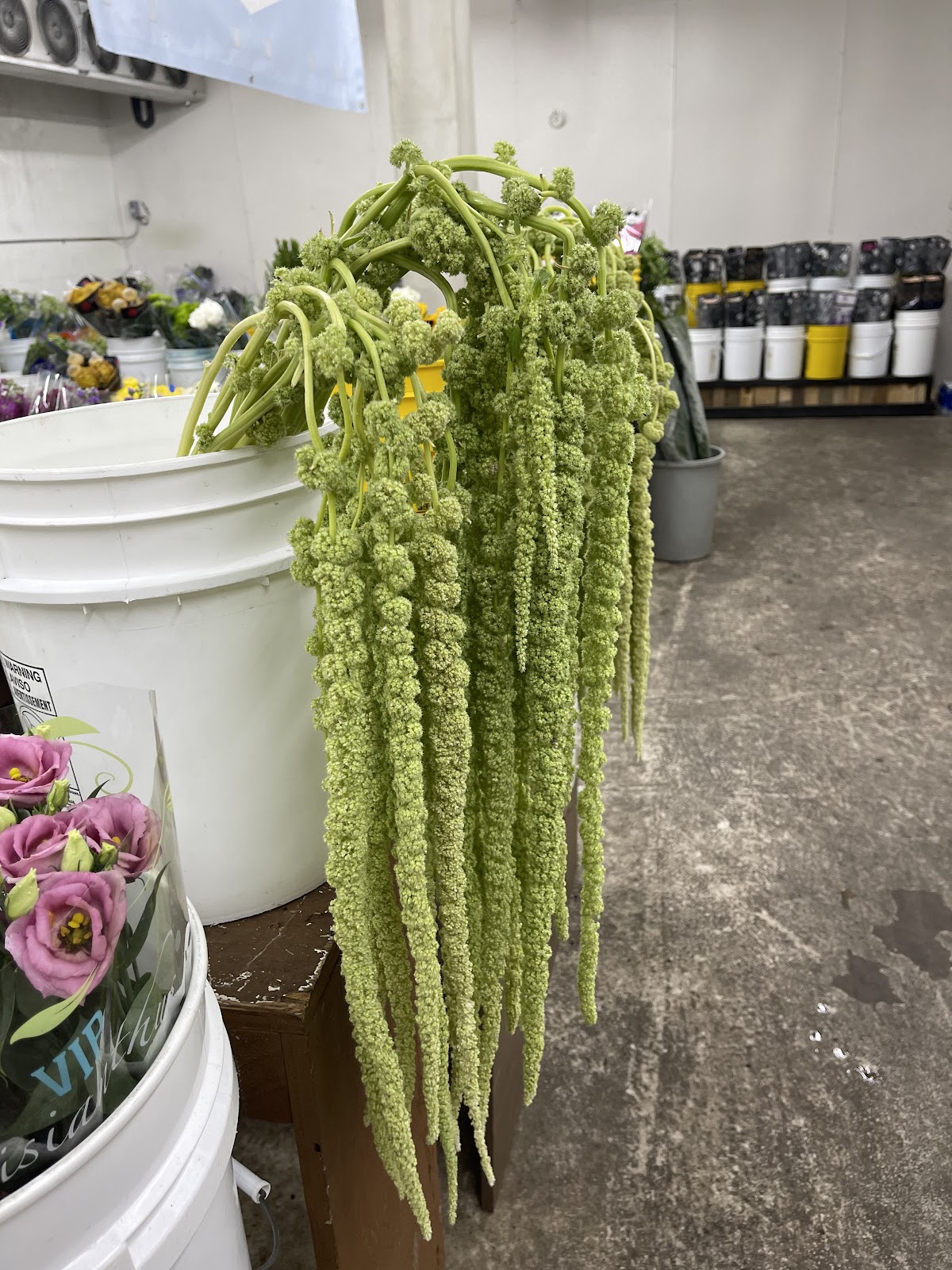 Carlstedt's Wholesale Florist: Google Places image 2