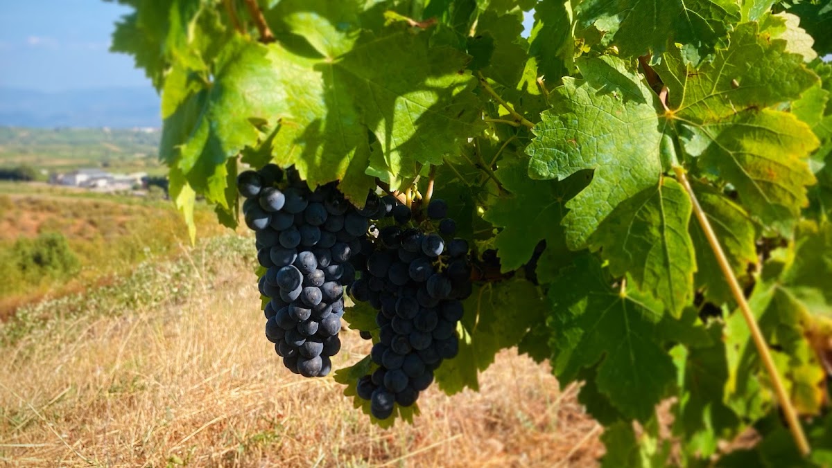 Demencia Wine