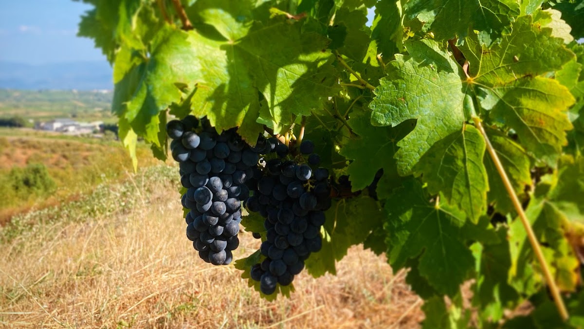 Demencia Wine