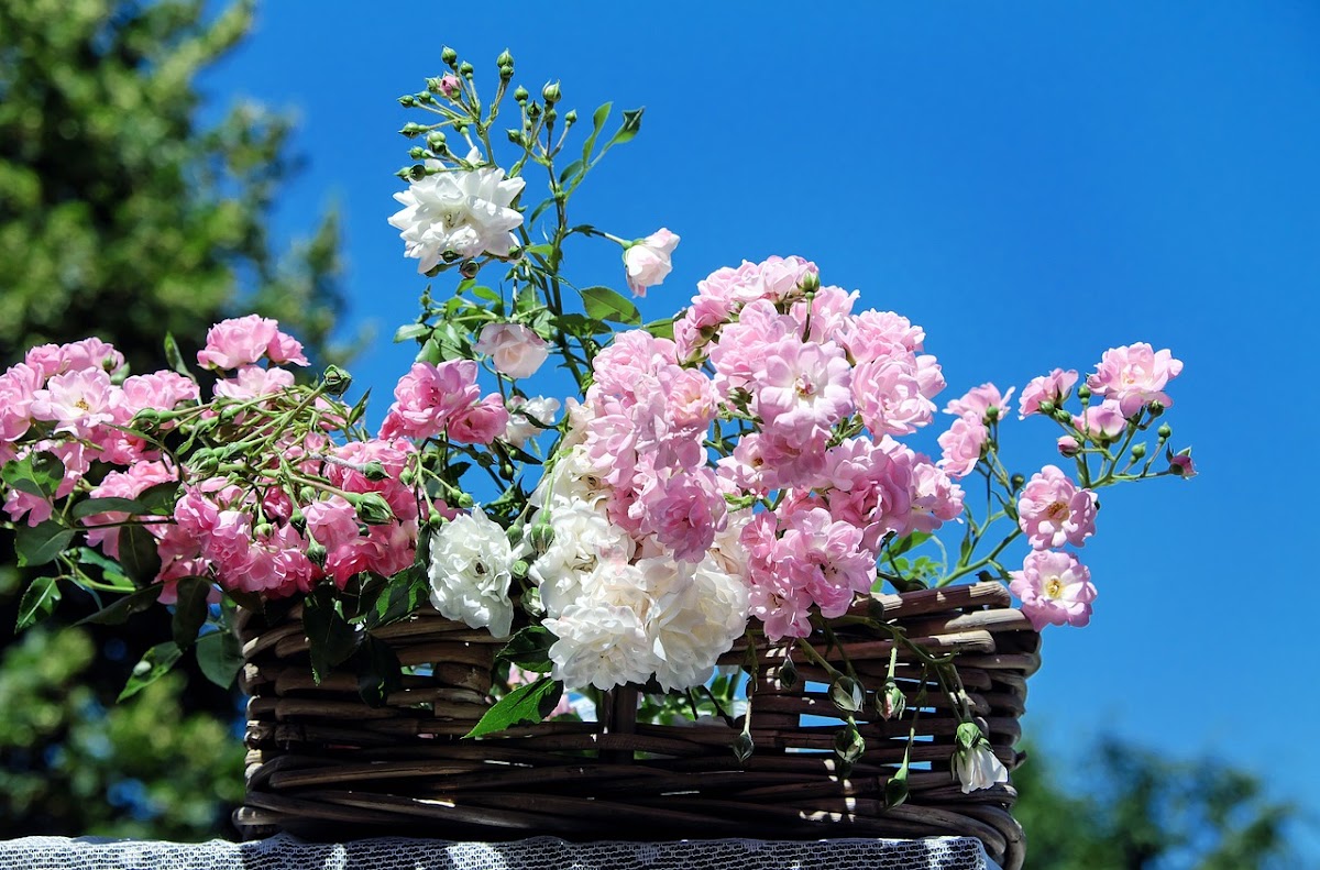 Anne's Flowers & Gifts: Google Places image 2
