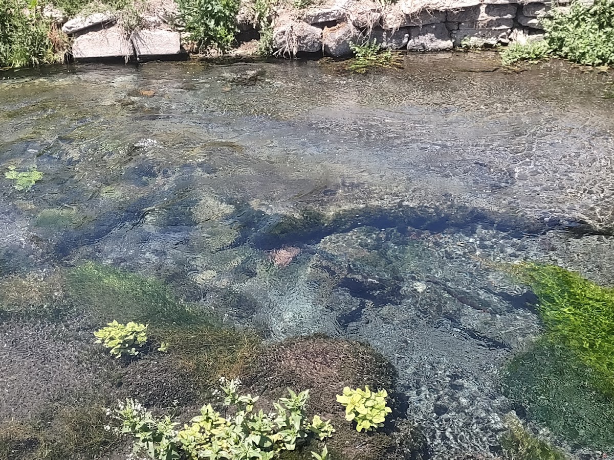 American Falls Hatchery - Idaho Fish and Game