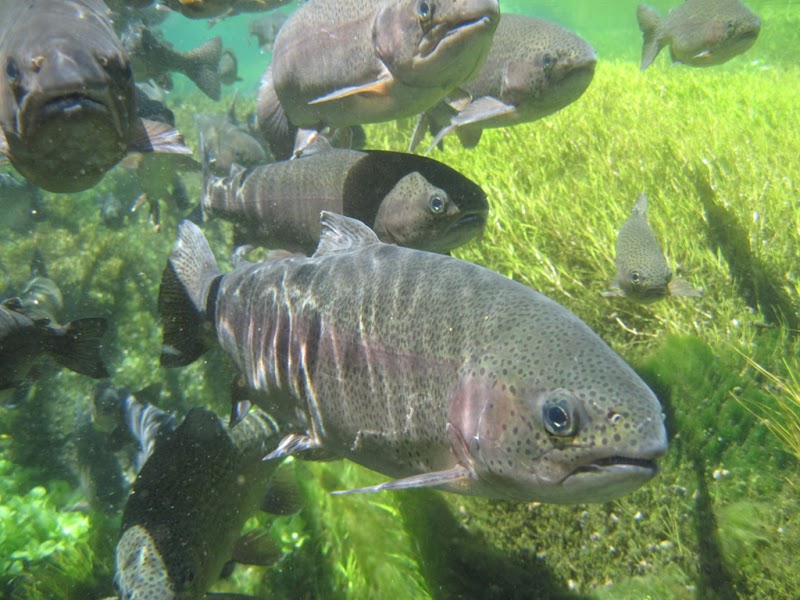American Falls Hatchery - Idaho Fish and Game - Photo 2