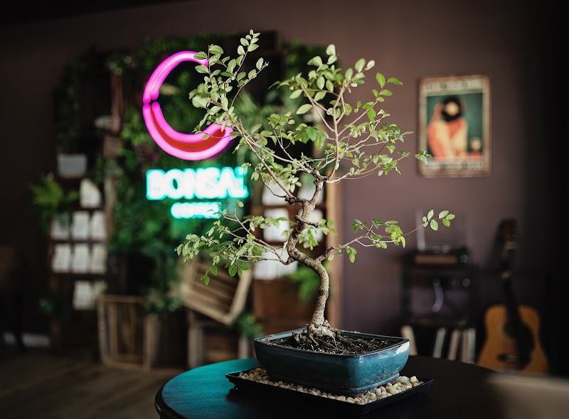 Bonsai Coffee Company photo 3