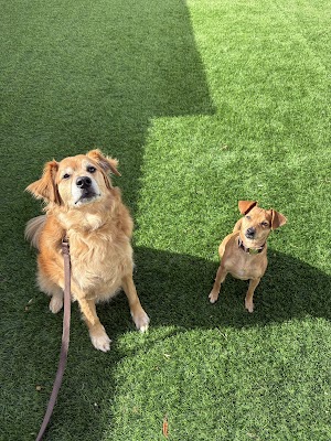 שירי חלפון בונצ׳י - אילוף כלבים | דוגסיטר | פנסיון אילוף בבית הלקוח