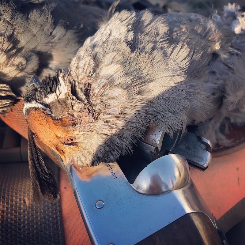 Dave Brown Outfitters -Orvis Endorsed Arizona Quail Hunting Guides - Photo 4