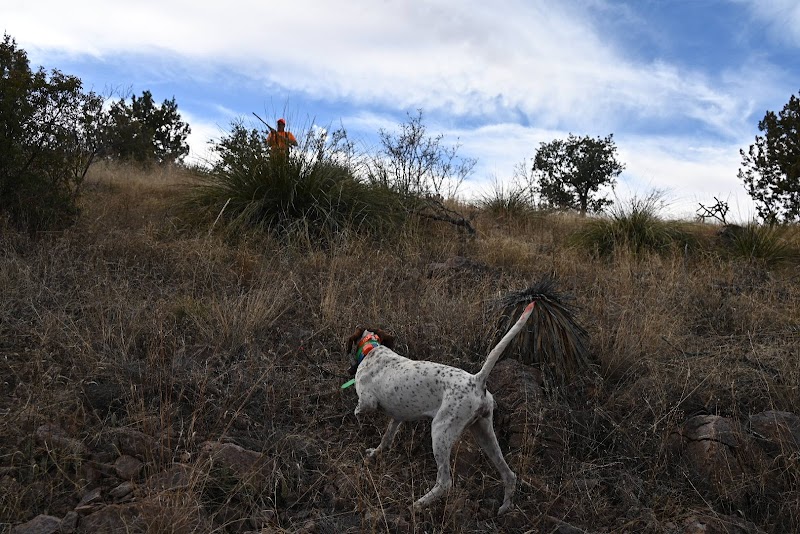 Dave Brown Outfitters -Orvis Endorsed Arizona Quail Hunting Guides - Photo 3