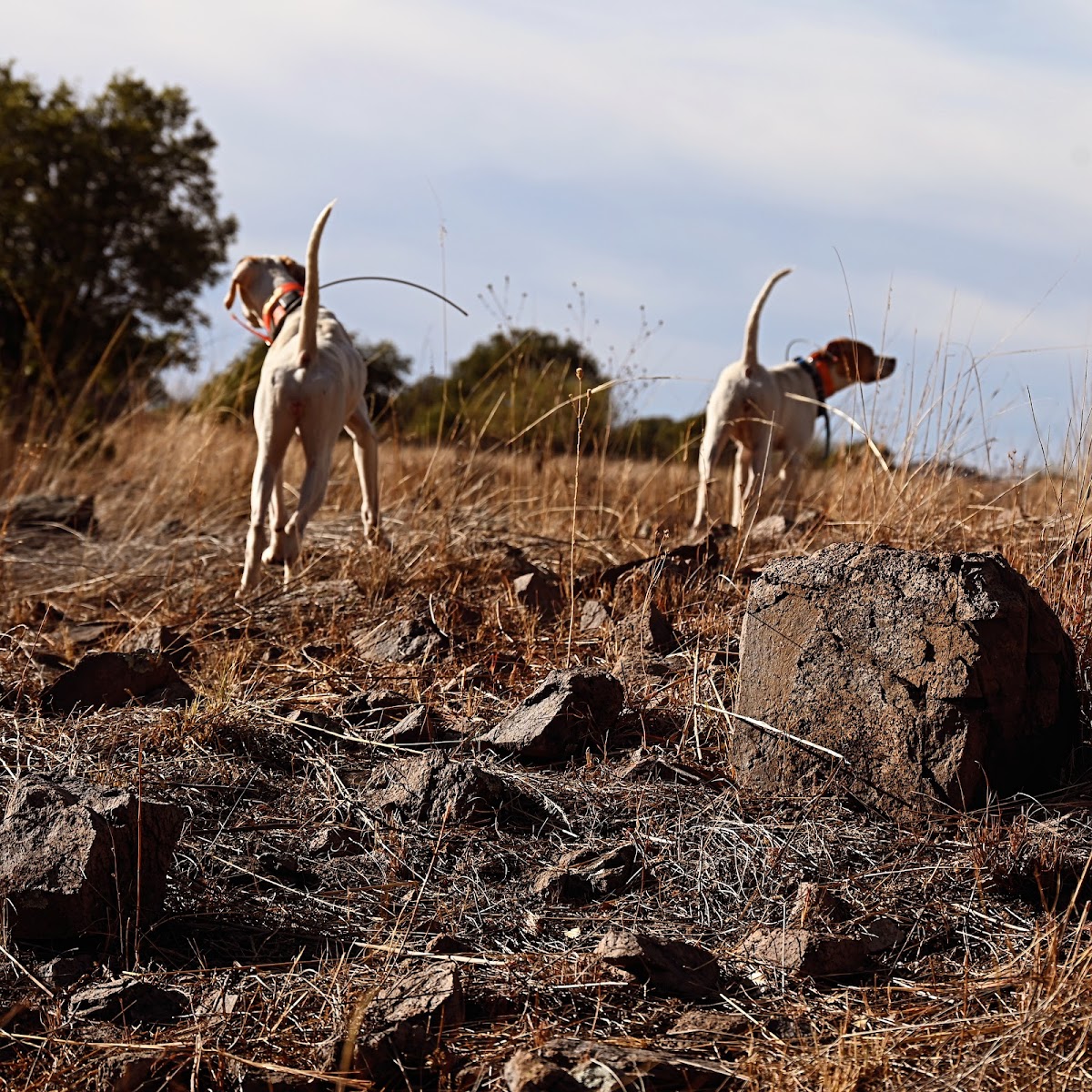 Dave Brown Outfitters -Orvis Endorsed Arizona Quail Hunting Guides