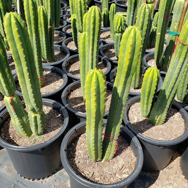 Big Cactus Arms photo