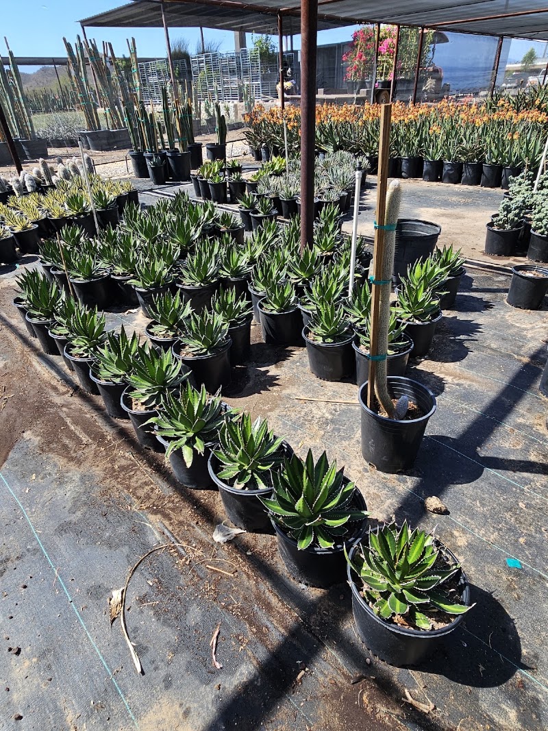 Big Cactus Arms photo