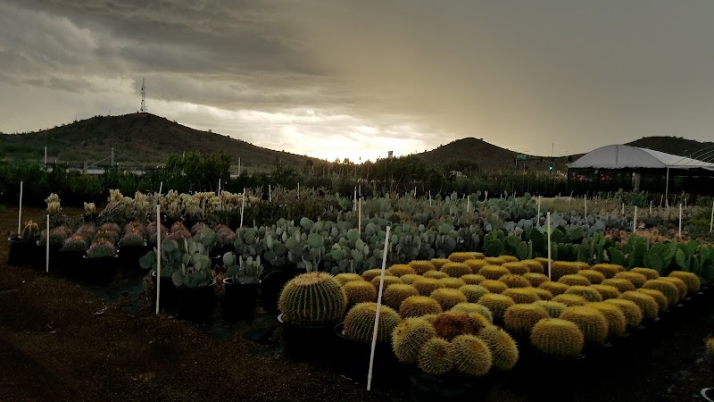 Big Cactus Arms photo