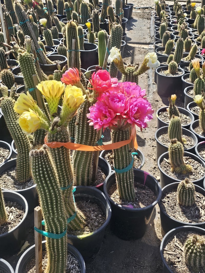 Big Cactus Arms photo