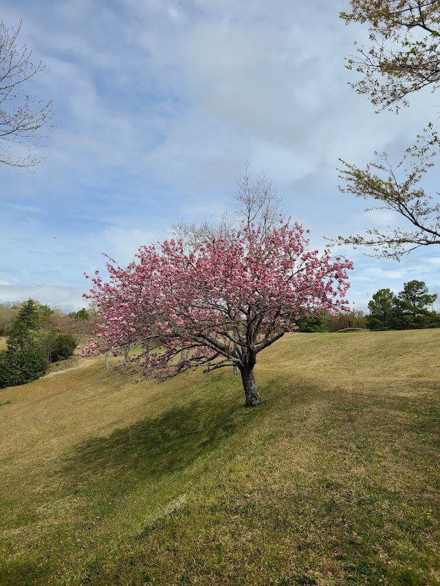 Iga Golf Course - Photo 7
