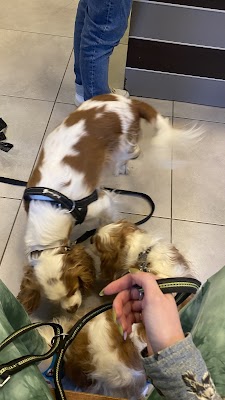 DanitVet דניתוט