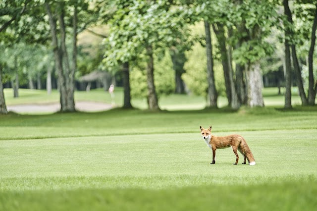 Tomakomai Golf Resort 72 Emina Golf Club - Photo 5