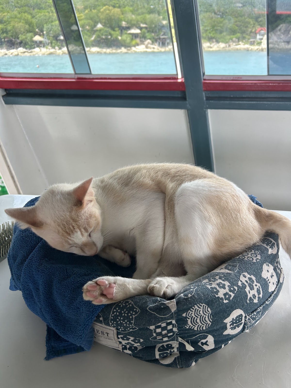 Ocean Sound Dive + Yoga — 4