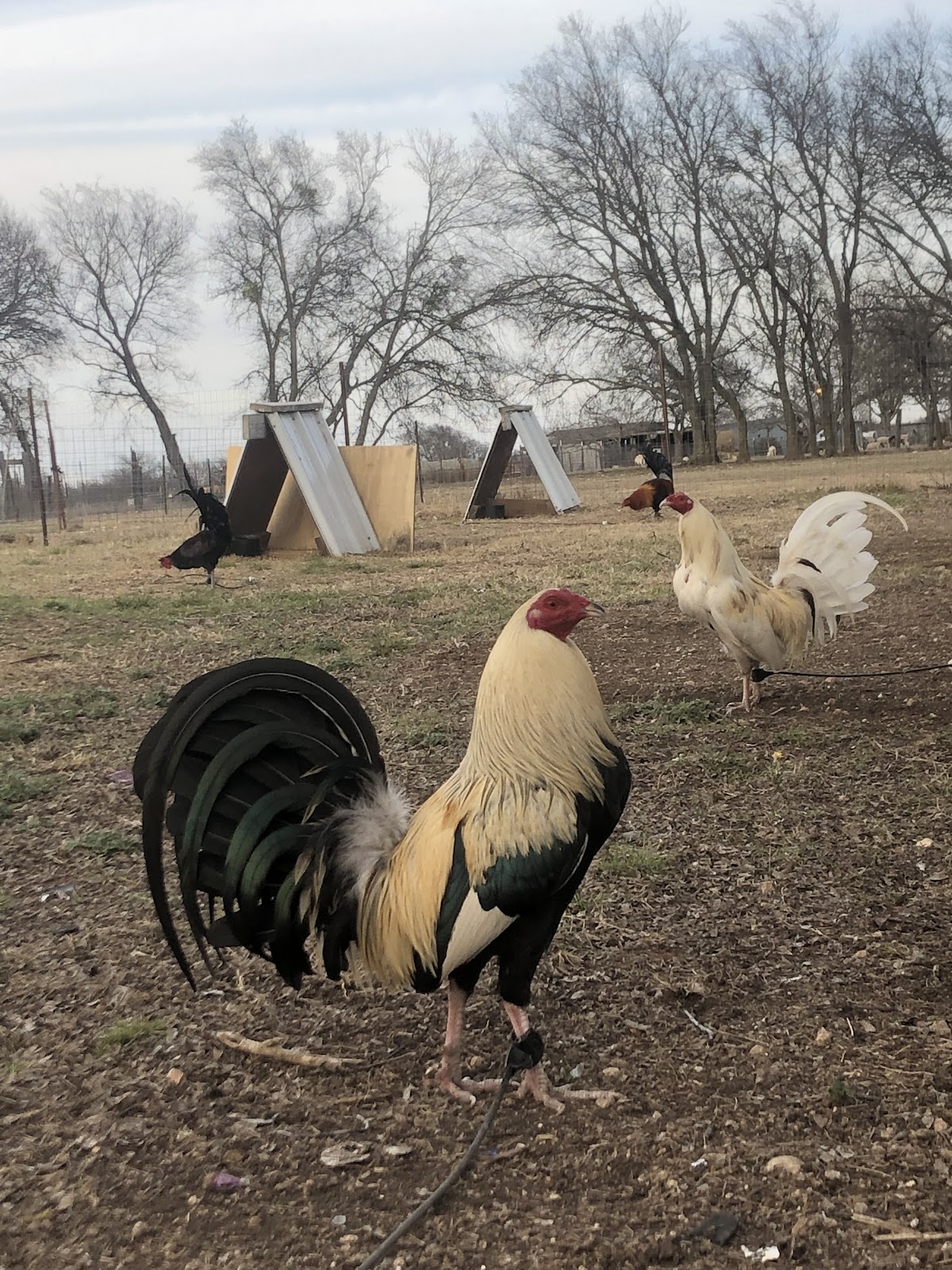 Moreno Game Farm