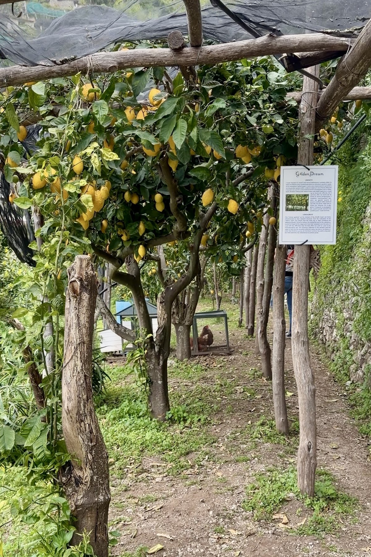 Golden Dream Farm — 3