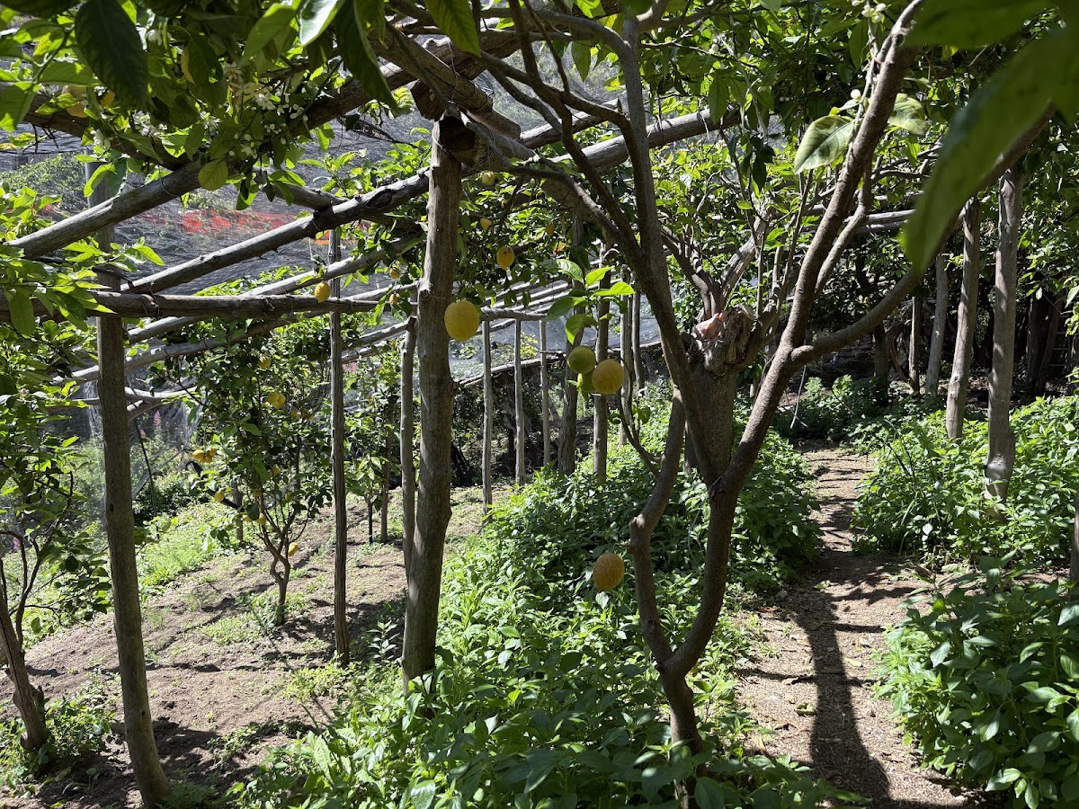 Golden Dream Farm — 4