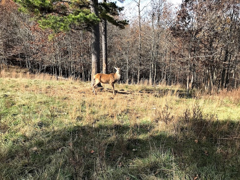 Piney Ridge Ranch - Photo 1