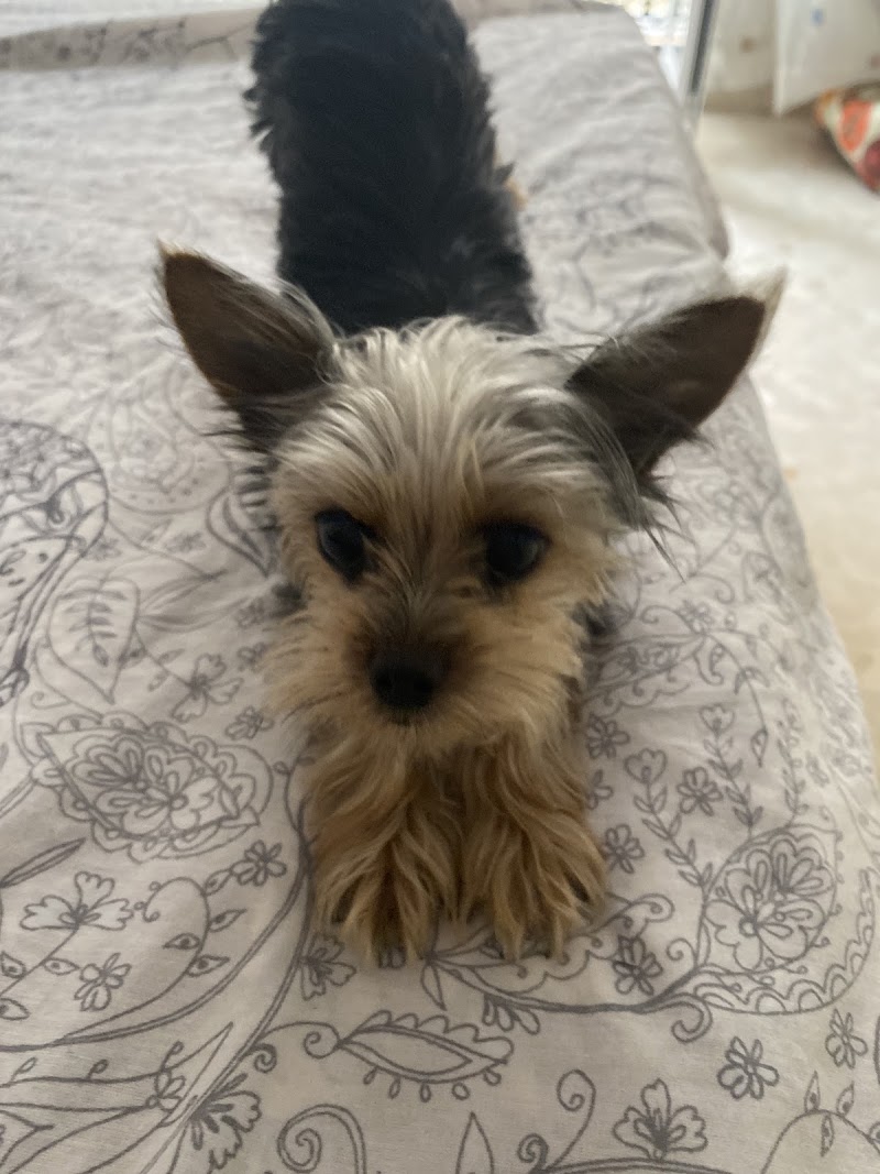 Clínica Veterinaria La Paz