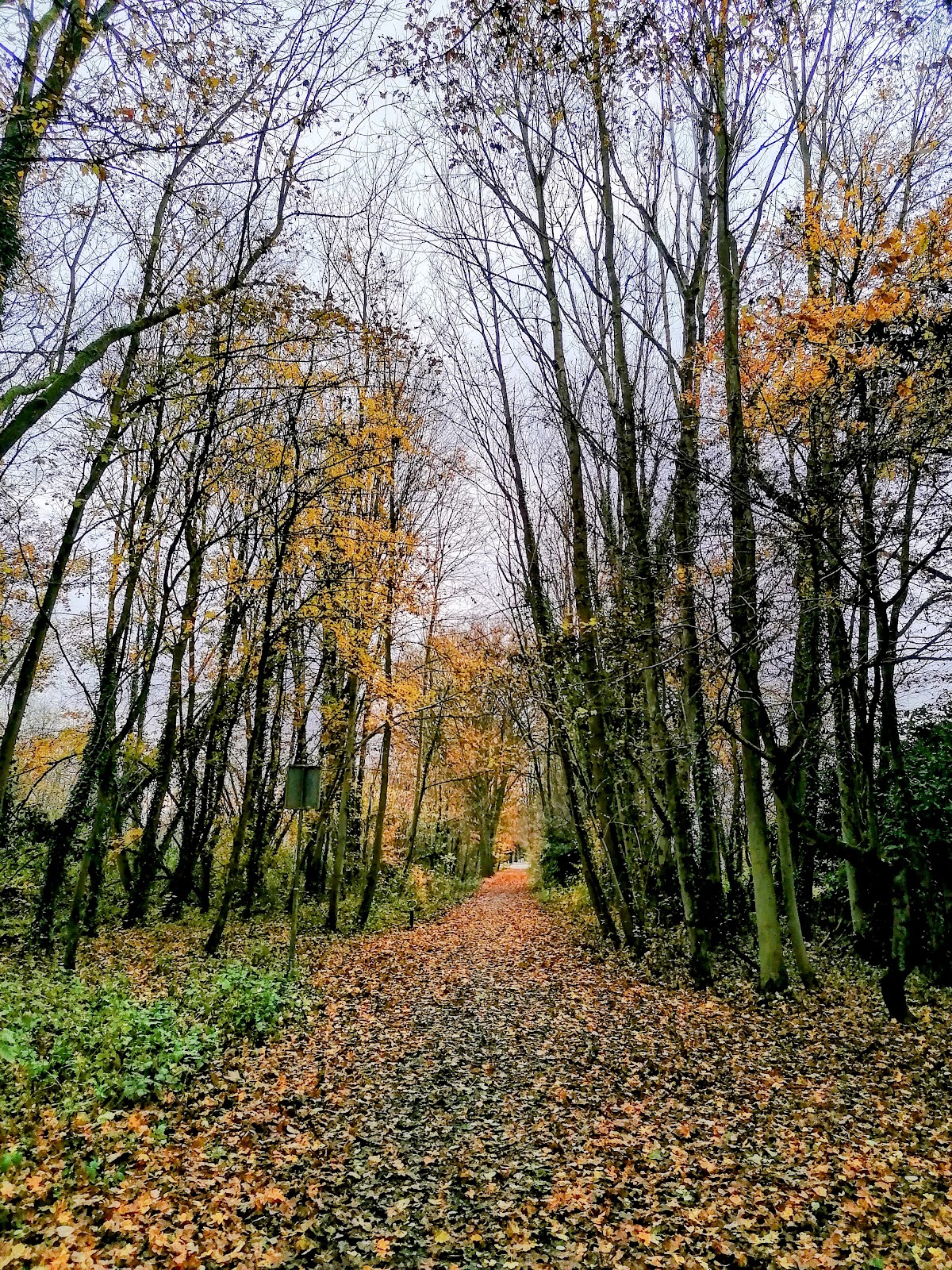 Bunderbos