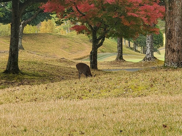 Fukuchiyama Country Club - Photo 10