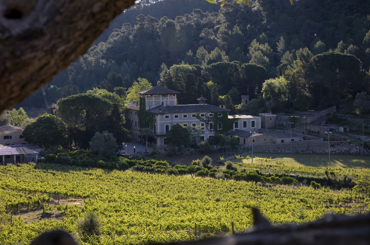 Bodega Son Vich de Superna