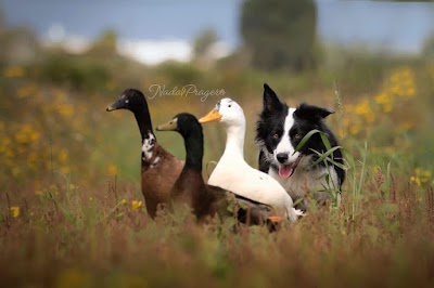 דוגארט המכללה לאומנויות האילוף קורסי אילוף כלבים וכלבנות טיפולית
