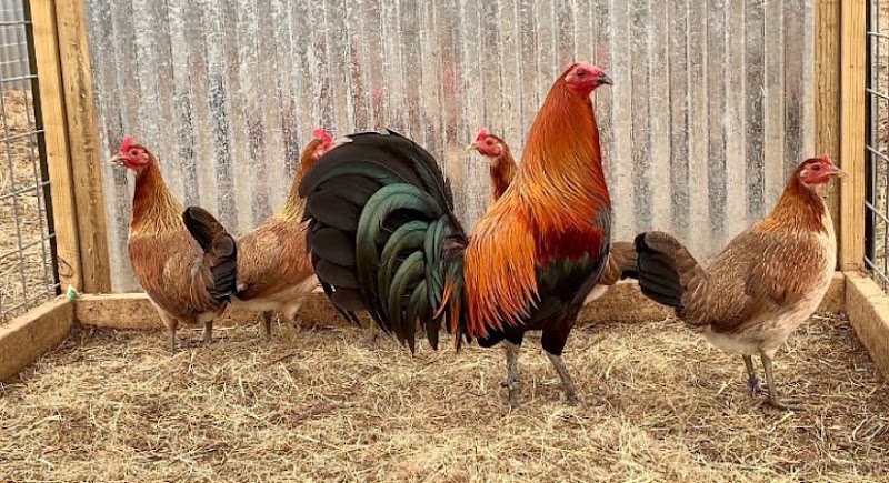 TROY thompson game farm - Photo 1
