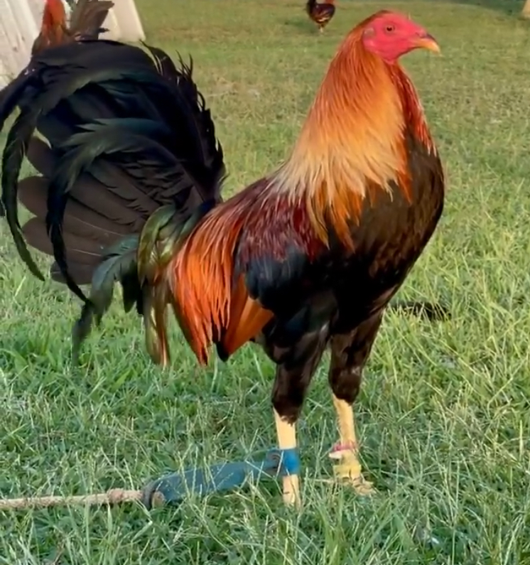TROY thompson game farm - Photo 3