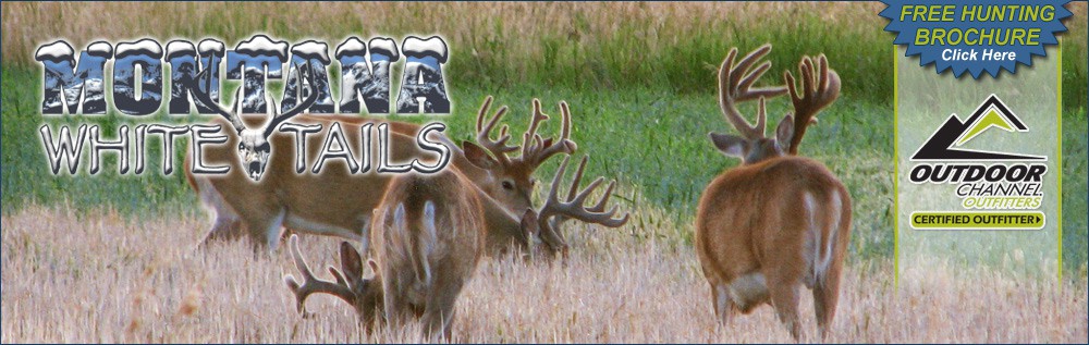 Montana Whitetails
