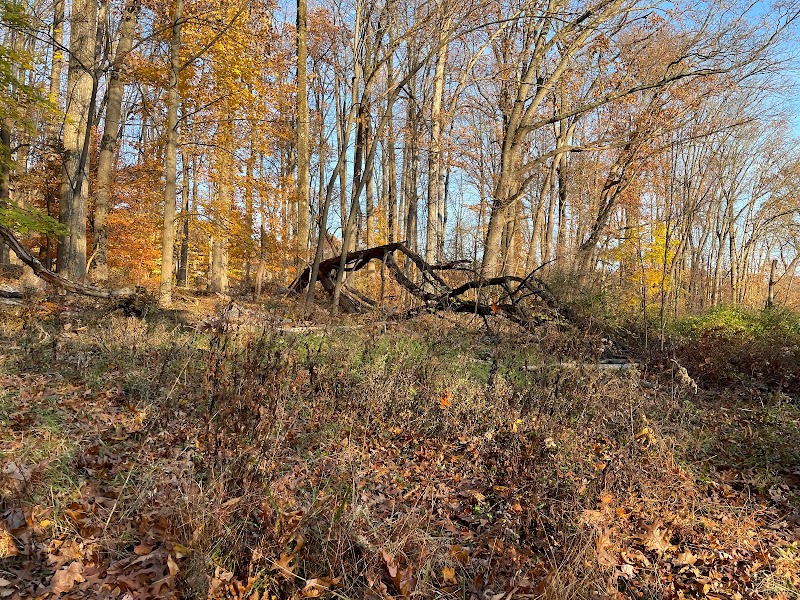 Central Park Disc GC photo 1