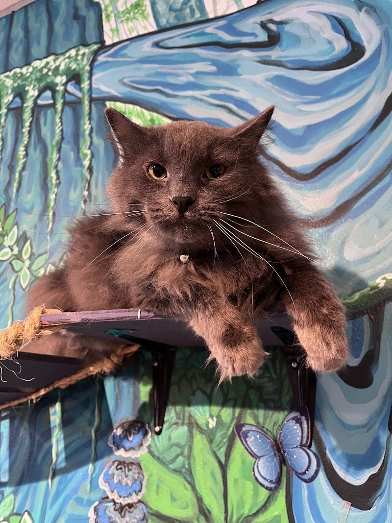 Purrfect Pause Cat Cafe