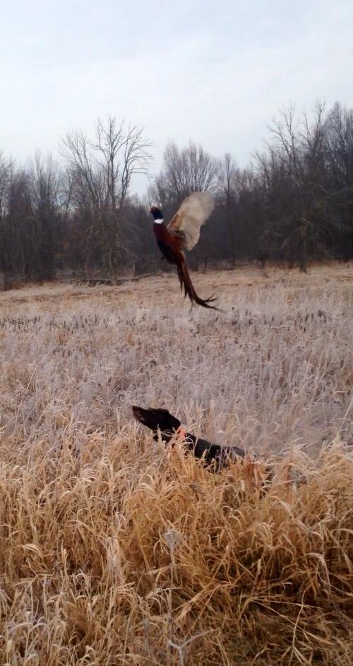 Janks Pheasant Farm