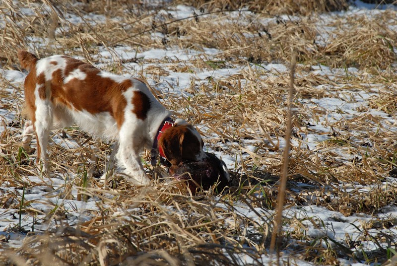 Janks Pheasant Farm - Photo 4