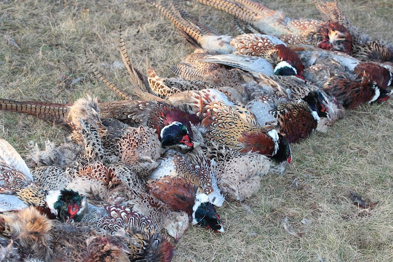 Janks Pheasant Farm - Photo 1