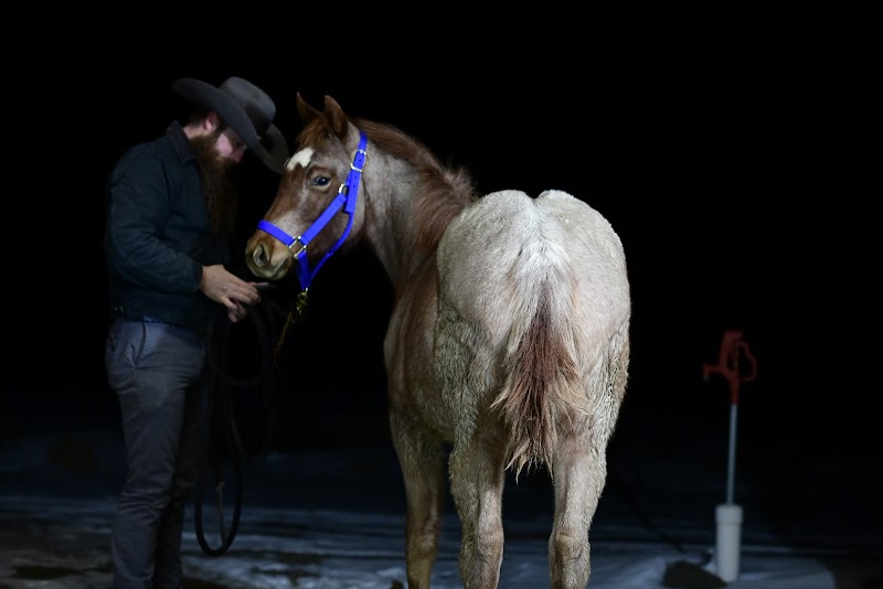 Fifty Horse Ranch - Photo 5