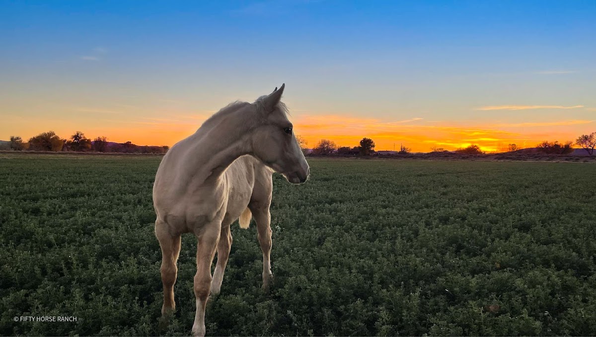 Fifty Horse Ranch