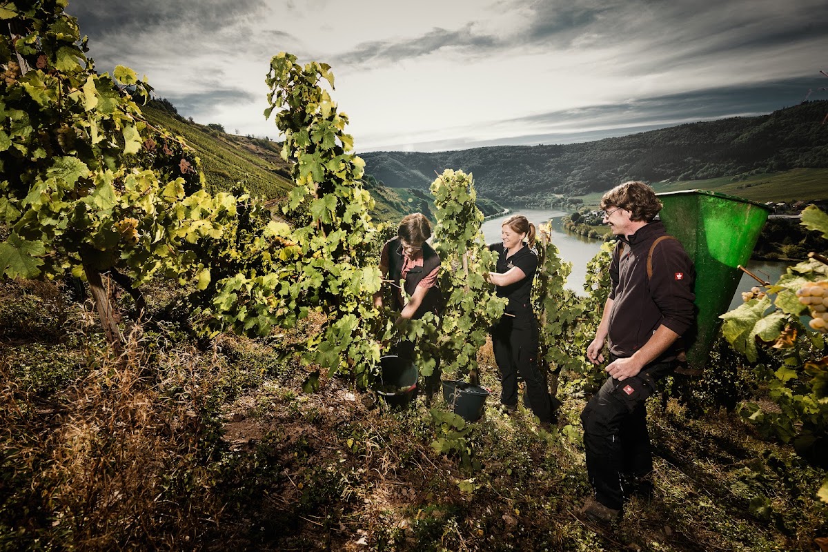 Weingut Lenhardt