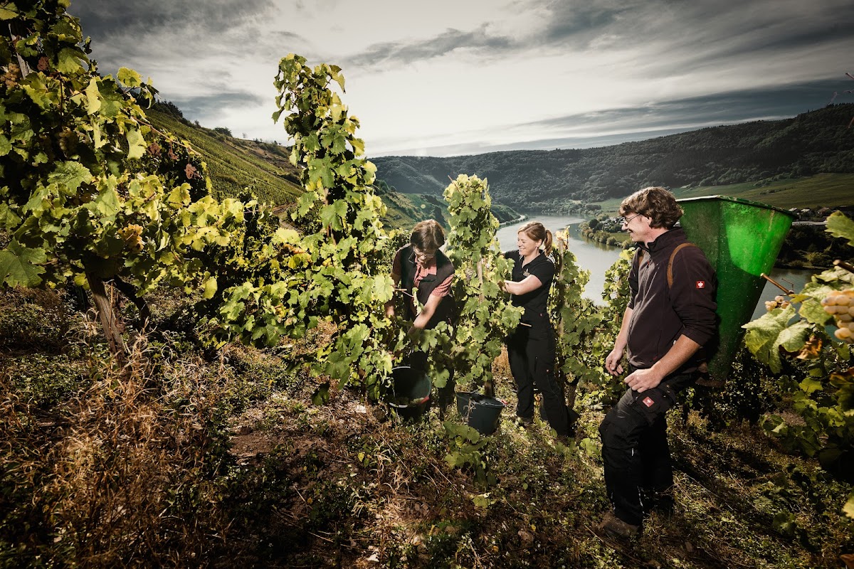 Weingut Lenhardt