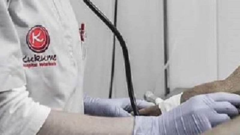 Kukume centro veterinario