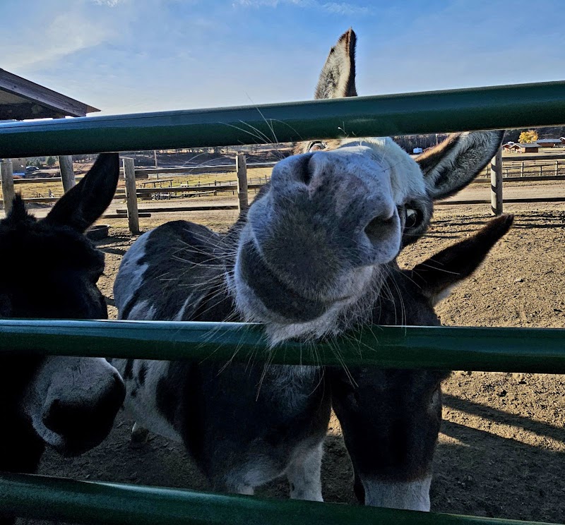 High Country Guest Ranch - Photo 4