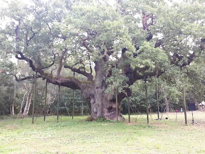 The Major Oak