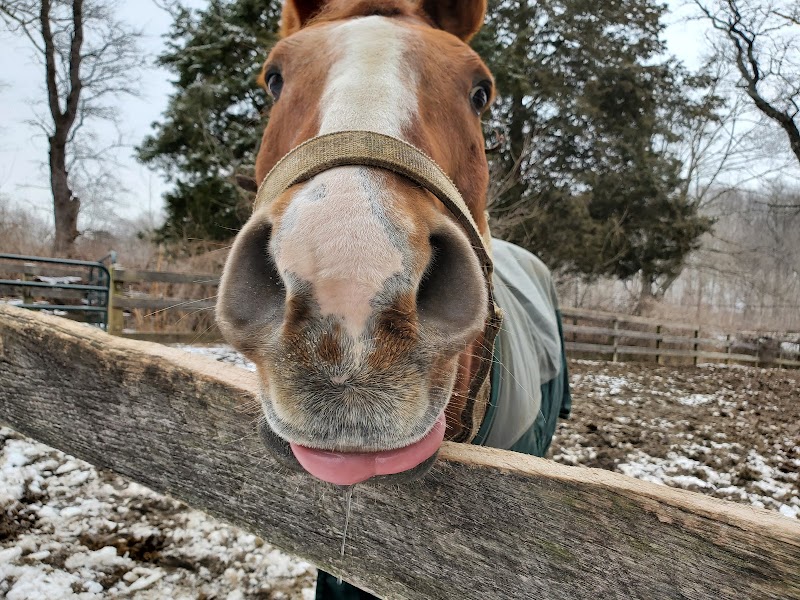 Wheaton Park Stables, Inc. - Photo 1