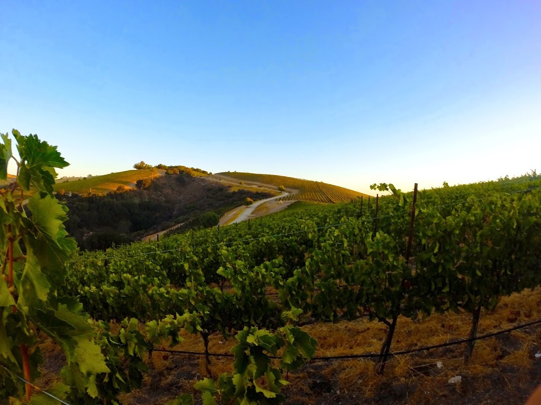 Law Estate Wines