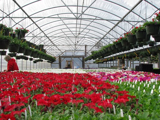 Flowers' Farms: Google Places image 3